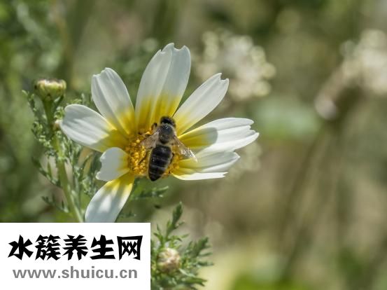 咳嗽吃什么消炎药
