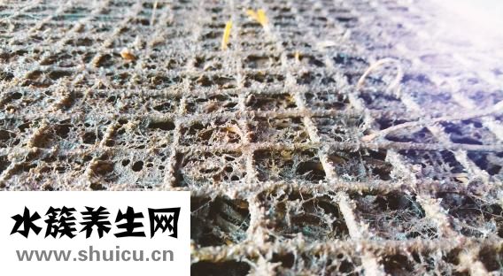 真菌感染用什么药