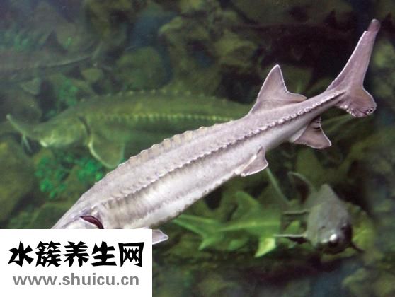 中华鲟怎么杀？用刀斜插入水中即可食用