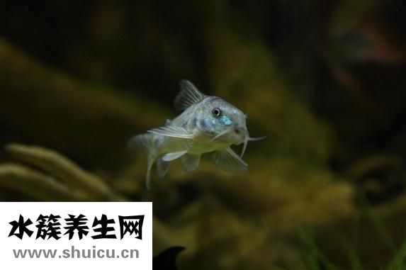 鲶鱼吃什么