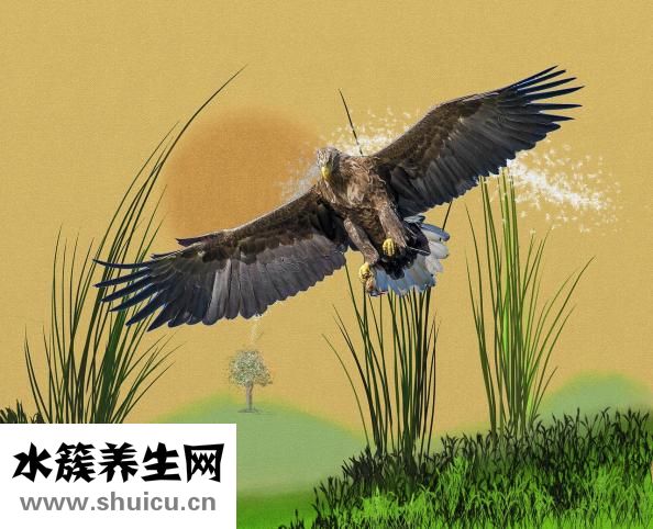 橄榄油怎么用