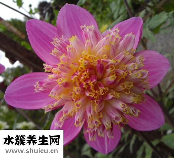 九星连珠多少年一次