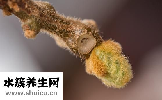 白癜风吃什么药