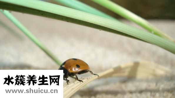 瓢虫吃什么