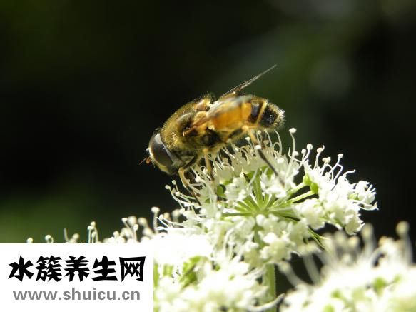 蜂蜡怎么吃