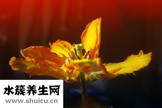 五行缺水怎么办