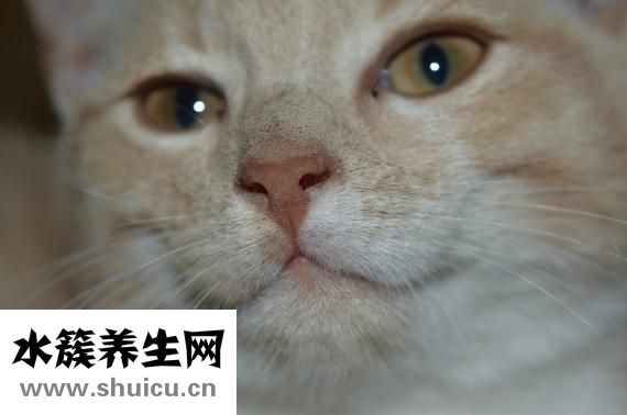 脸上红血丝怎么办