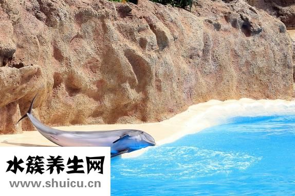 什么是人鱼线