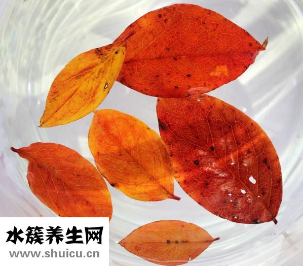 白癜风吃什么药