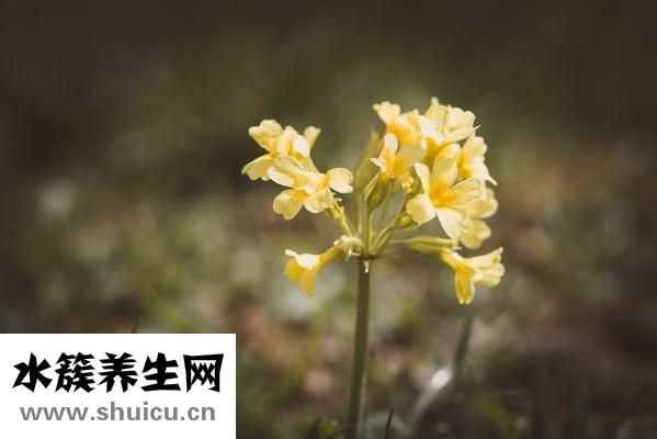 九星连珠多少年一次