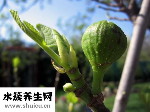 三高是什么