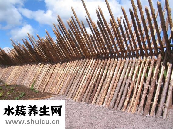 中华鲟怎么杀