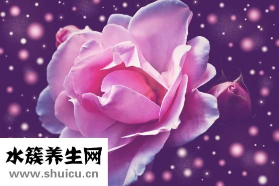 玫瑰花酒功效与作用一次泡出ml保健酒泡一夜