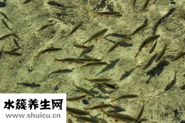 什么是人鱼线