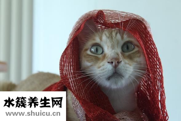 近视了怎么办
