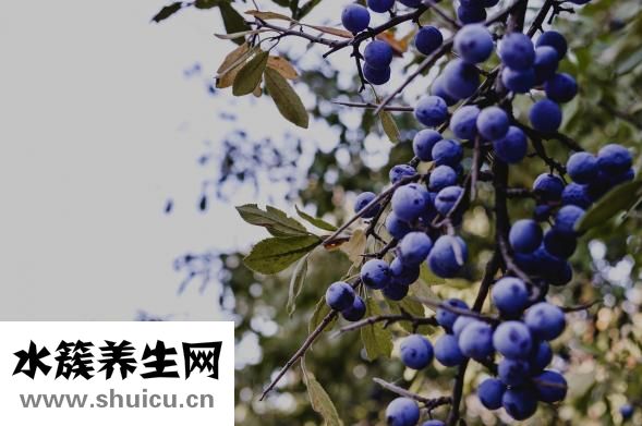 泰国斗鱼怎么养