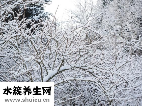 什么是银屑病