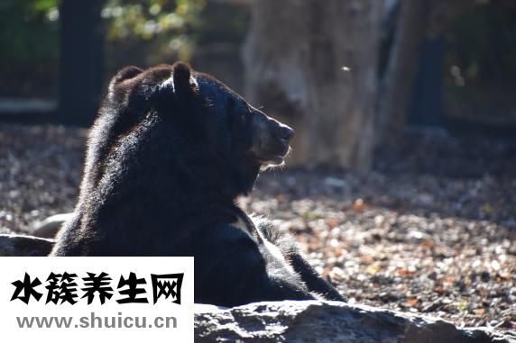 鼻子黑头怎么办