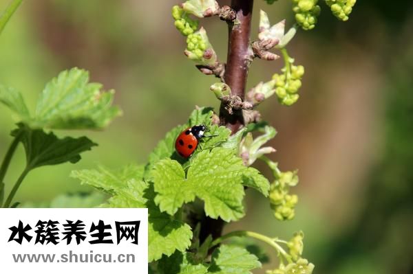 为什么大便不成形