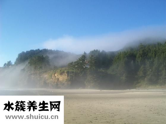 菠萝怎么长的