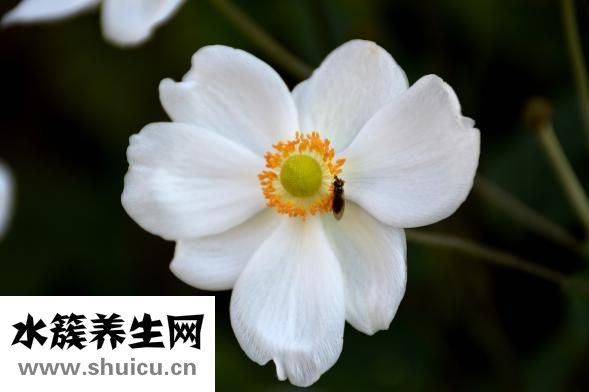 蚊虫叮咬用什么药