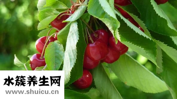 樱桃什么时候成熟