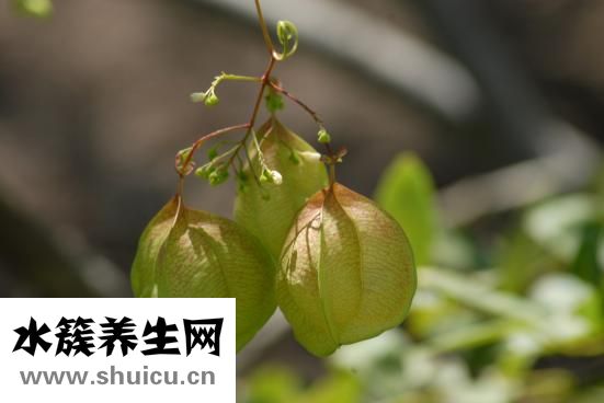 乳腺增生如何治疗
