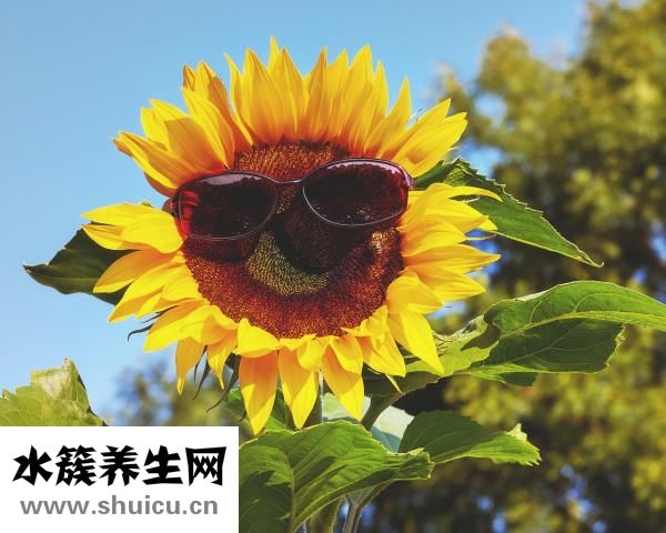紫外线过敏用什么药