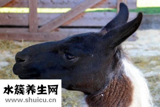 耳朵痛怎么办