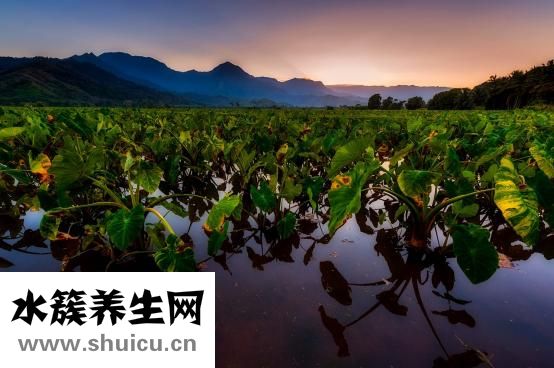 五行缺水怎么办