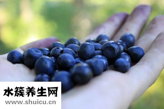 泰国斗鱼怎么养
