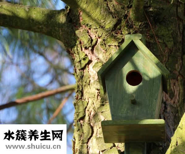 河童是什么