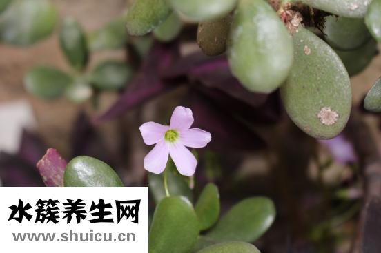 什么是地震