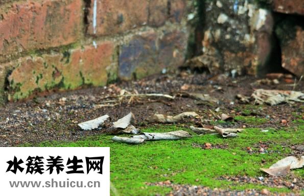 菠萝怎么长的