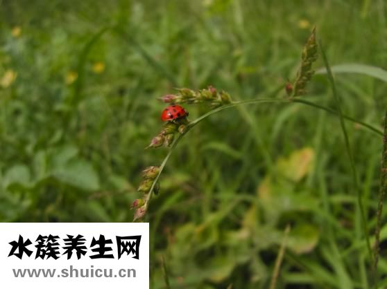 冬虫夏草怎么食用