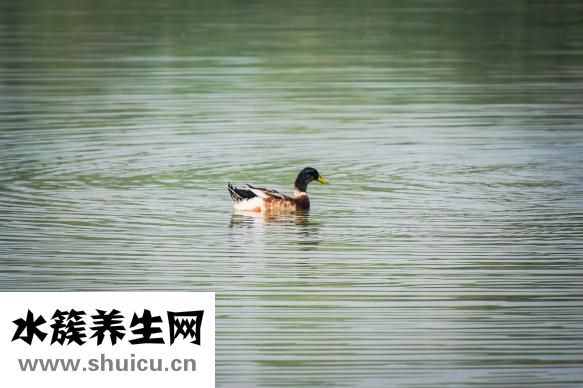 体育运动有哪些