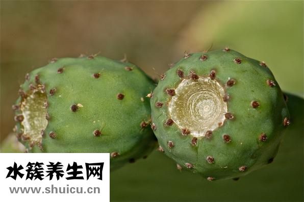 仙人球怎么浇水