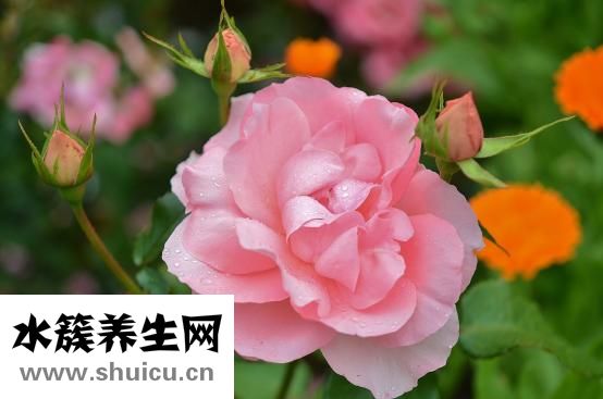 准生证如何办理