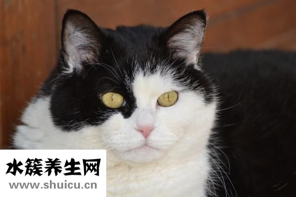 什么是美瞳