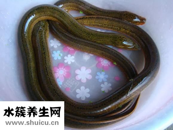 关羽哪里人
