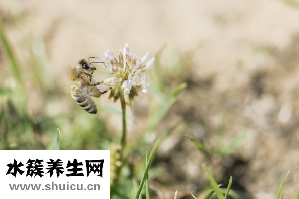 冬虫夏草如何吃