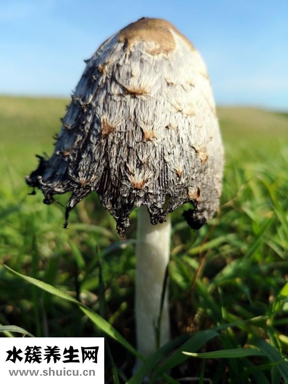 吃黑木耳有什么好处