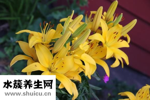 什么是阴阳人