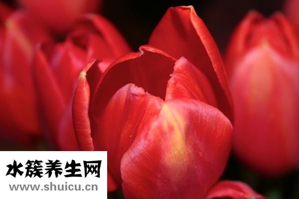 裳怎么组词