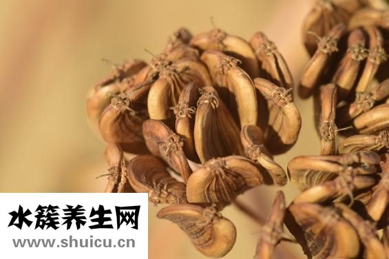 耵聍是什么