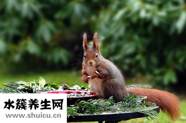 冬天有什么花开