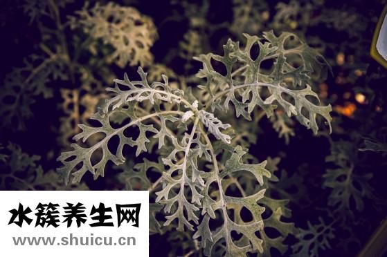 山芋是什么