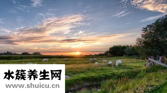 什么羊奶粉好