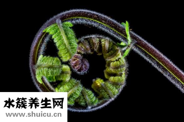 冬笋是什么