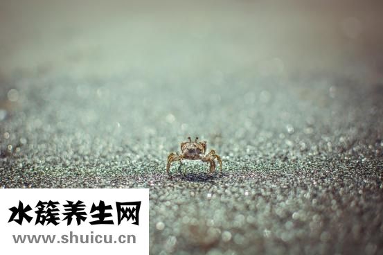 大闸蟹怎么清洗
